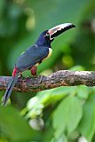 Collared Aracari