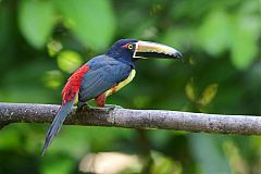 Collared Aracari