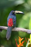 Collared Aracari