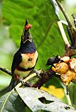 Collared Aracari