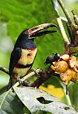 Collared Aracari