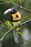 Collared Aracari