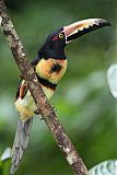 Collared Aracari