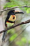 Collared Aracari