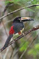 Collared Aracari