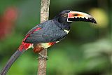 Collared Aracari