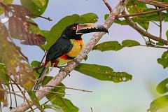 Collared Aracari