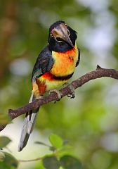 Collared Aracari