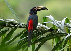 Collared Aracari