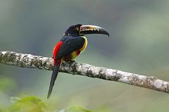 Collared Aracari