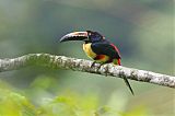 Collared Aracari