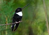 Collared Inca