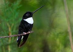 Collared Inca