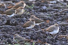 Collared Pratincole