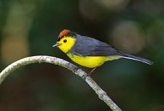 Collared Redstart