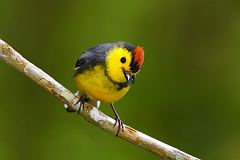 Collared Redstart