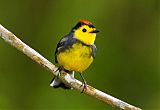 Collared Redstart