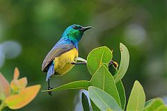 Collared Sunbird