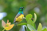 Collared Sunbirdborder=