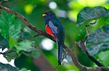 Collared Trogon