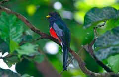 Collared Trogon