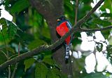 Collared Trogon