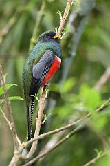 Collared Trogon