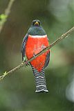 Collared Trogonborder=