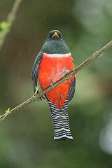 Collared Trogon