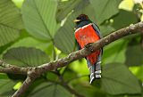 Collared Trogonborder=