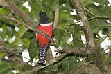 Collared Trogonborder=