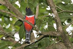 Collared Trogon