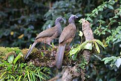 Colombian Chachalaca