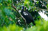 Trinidad Piping-Guan