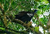 Trinidad Piping-Guan