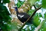 Trinidad Piping-Guan