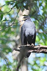Common Black Hawk