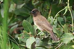 Common Bulbul