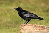 American Crowborder=