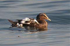 Common Eider