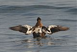 Common Eider