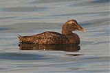 Common Eiderborder=