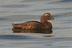 Common Eider