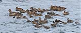 Common Eider