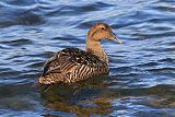 Common Eider