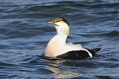 Common Eider