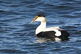 Common Eider