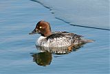 Common Goldeneye