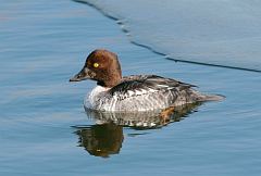 Common Goldeneye