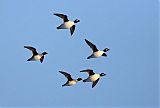 Common Goldeneye